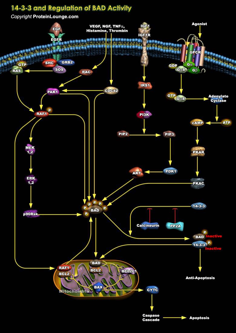 Biological Databases and Tools