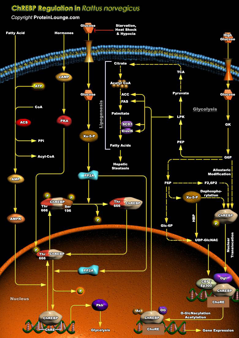 Biological Databases and Tools