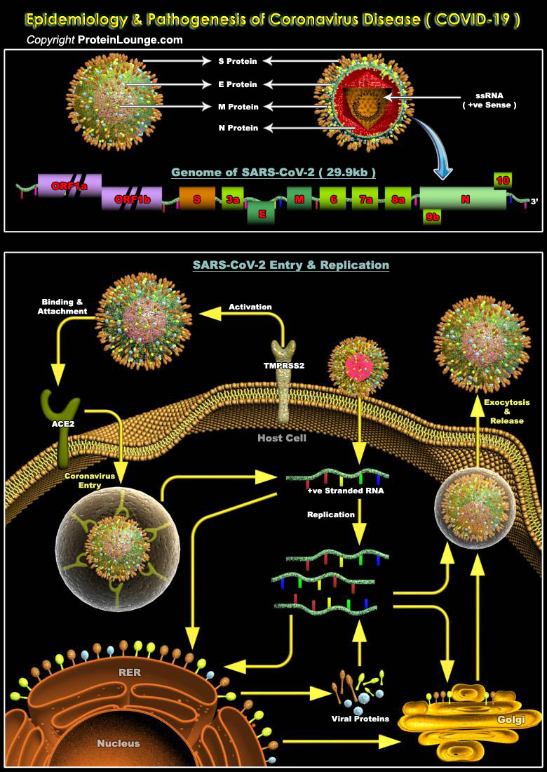 Coronavirus Disease (COVID-19): Pathophysiology, Epidemiology