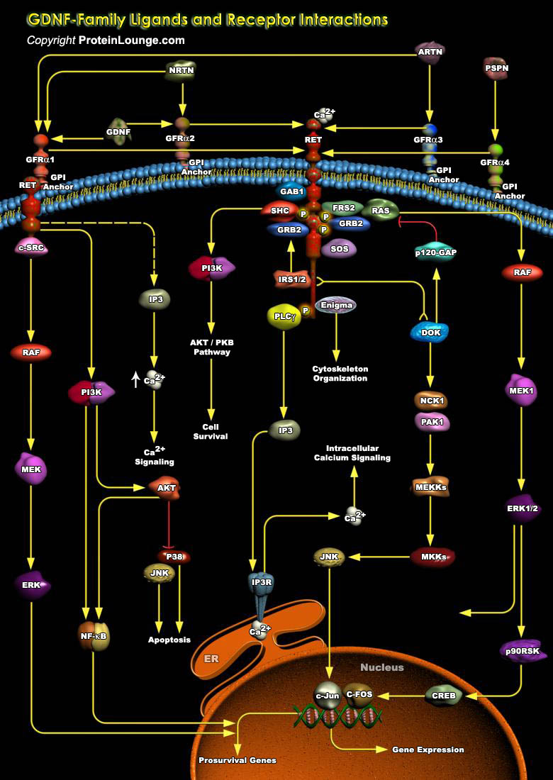 Biological Databases and Tools