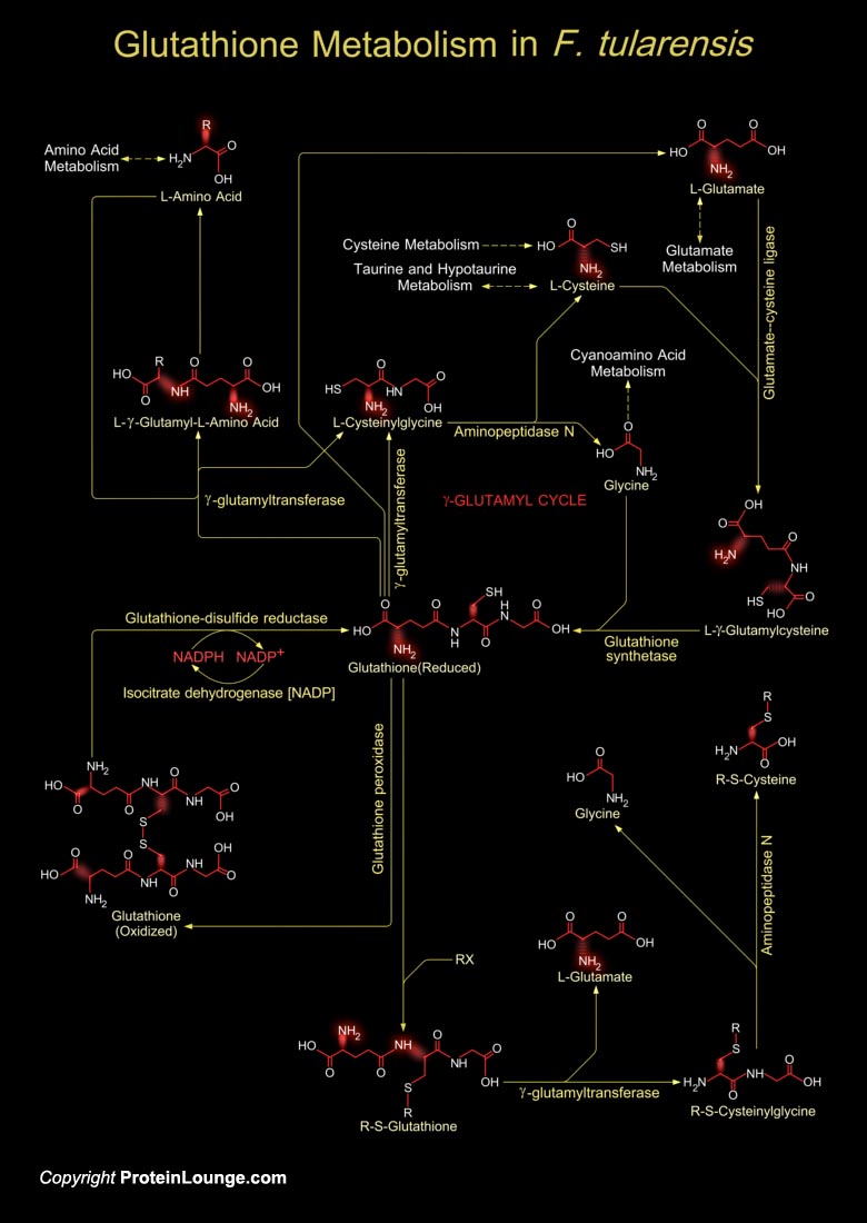 Biological Databases and Tools