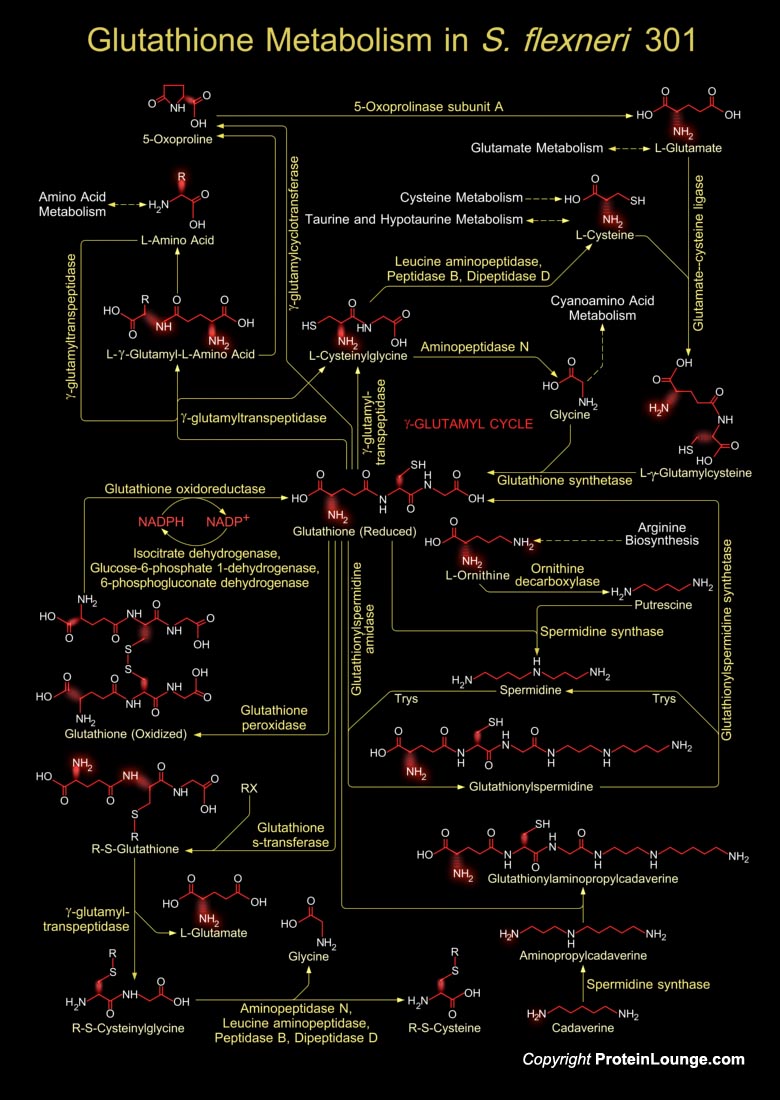 l glutathione black skin How to Identify the 4 Critical Signs of Glutathione Deficiency