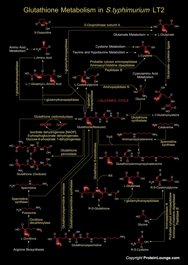 what biochemical pathways are affected by glutathione Biological Databases and Tools Acetaminophen reduced cellular GSH Quantity::2 MG Collagen and Glutathione
