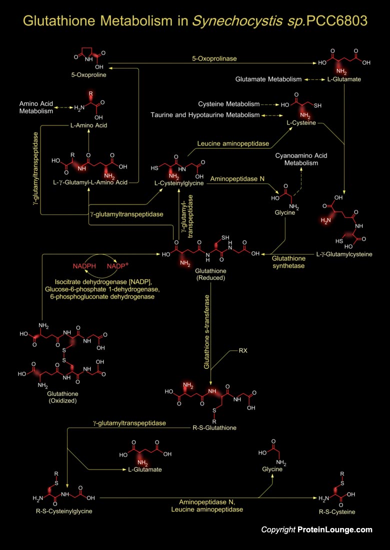 glutathione syn synthesis: A two-step pathway. Homeostasis of cellular Gly CAS Number Glutathione - an overview |