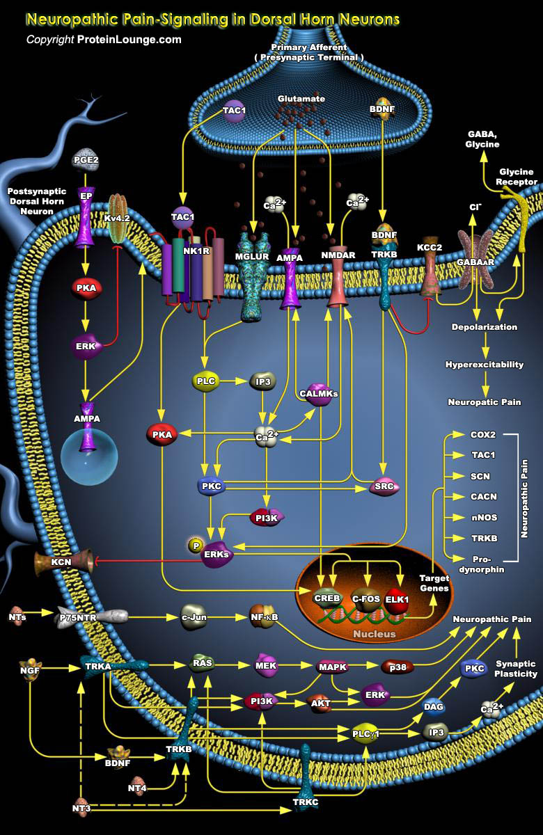 rhodopsin cycle animation