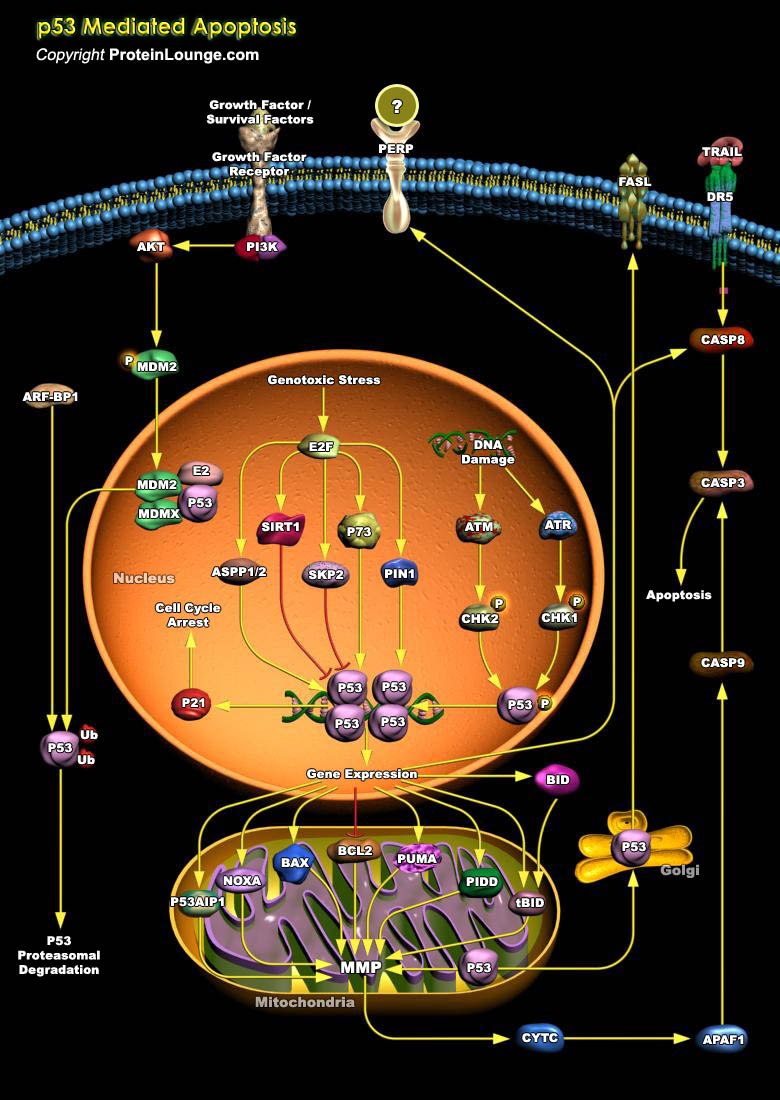 Databases For Biology Pathway Database Protein Database - 